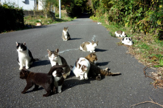Illustration for article titled Cats Rule These Japanese Islands